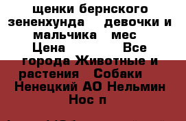 щенки бернского зененхунда. 2 девочки и 2 мальчика(2 мес.) › Цена ­ 22 000 - Все города Животные и растения » Собаки   . Ненецкий АО,Нельмин Нос п.